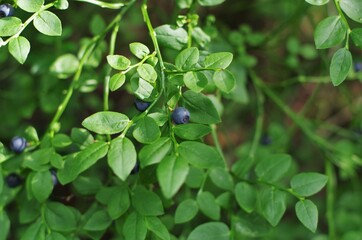Fototapeta na wymiar Blueberry on branch in forest. Close up view.