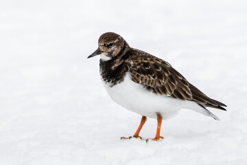 Turnstone/ Ruddy Turnstone in the snow