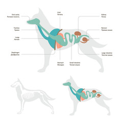 Vector illustration of dog anatomy