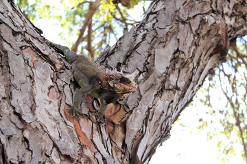 Green iguana reptile stands on a tree with leaves and branches in the background looking at distance.