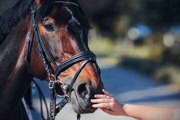 A woman's hand gently stroking the muzzle of a bay sports horse with a bridle on its muzzle on a...