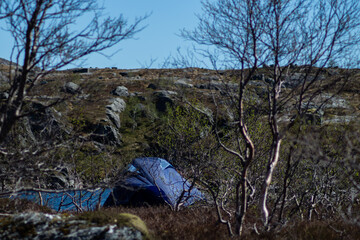 Tent between trees with snow on mountain tops as view, and blue sky