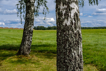 Close-up of a birch trunk in the foreground in a field with green grass, and in the background you can see the forest and the sky with clouds.