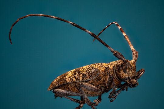 "Monochamus galloprovincialis"  Monochame en focus stcking