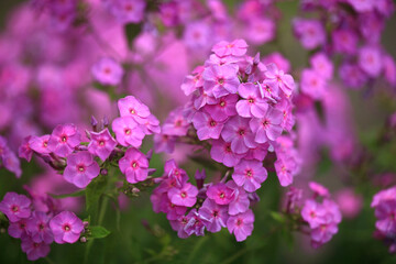 Pink flowers in summer garden