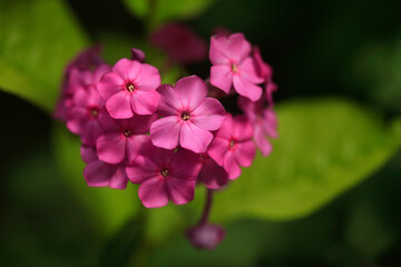 Obraz premium Pink flowers in summer garden