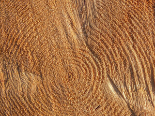 Wood stump rings 
