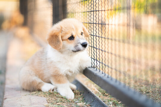 Corgi Puppy Sit Stay And Calm In The Cage, Nobody, Lonely, Cute Dog