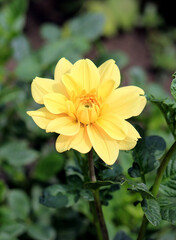 bright beautiful flowers in  botanical garden