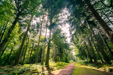 Fotobehang Beautiful pine forest in the New Forest National Park in Hampshire, UK  © William
