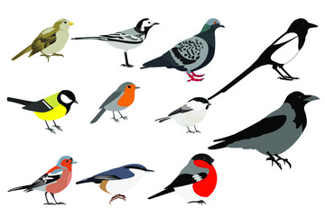 Birds of Europe and Russia: tit, Finch, bullfinch, Wagtail, Robin,nuthatch, chickadee, crow, sparrow, pigeon,  magpie