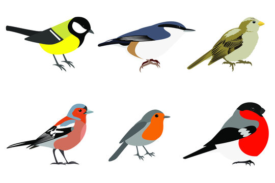 Set of birds: Sparrow, Chaffinch, bullfinch, great tit, nuthatch, robin vector