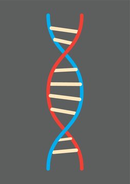 Dna Structure Diagram