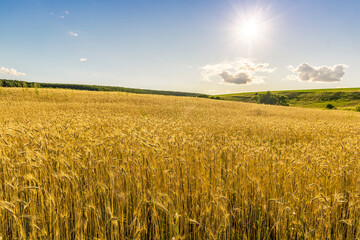 Scenic view at beautiful summer sunset in a wheaten shiny field with golden wheat and sun rays, deep blue cloudy sky and road, rows leading far away, valley landscape