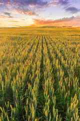 Scenic view at beautiful summer sunset in a wheaten shiny field with golden wheat and sun rays, deep blue cloudy sky and road, rows leading far away, valley landscape