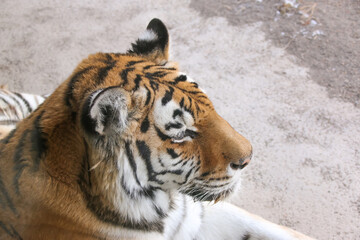 トラ、タイガー、動物、肉食、動物園、ZOO、哺乳類、肉食動物