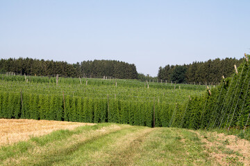 Fototapeta na wymiar Hop garden landscape. The hop perennials have already grown up. The hop cones are not yet mature. You can see many varieties of hops here.