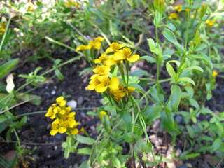 Yellow flowering sweetscented marigold, Tagetes lucida, in the garden