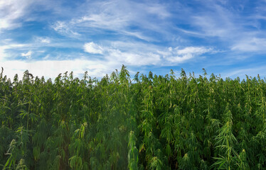 canabis on marijuana field farm sativa weed hemp hash plantation panorama