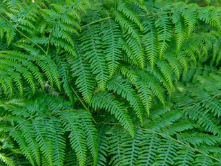 Fototapeta na wymiar Closeup of the dense overlapping green leaves of bracken plants