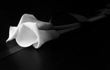 White flowers of Zantedesia tied with a mourning ribbon on a black background. Concept of sorrow and death