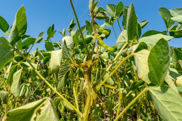 Soybean field in summer