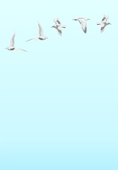 flying seagulls in the sky