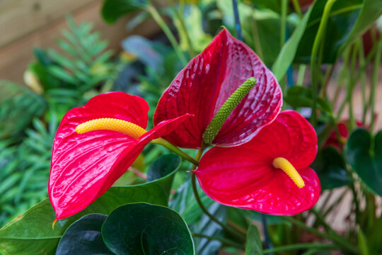 Side view on the three bright red anthurium flowers