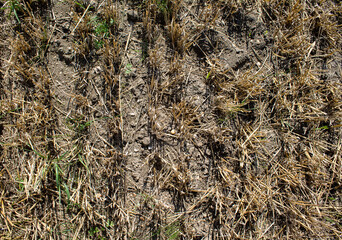 Texture of a parched wheat field. Only part of the spars are left.