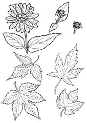 Black and white floral elements. Good for wedding invitation, background, brochure or wrapping paper design. Vector