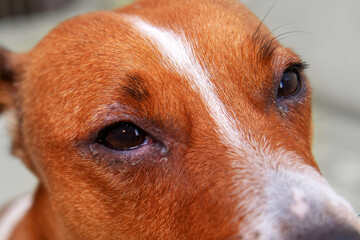 portrait of a dog with eye problem, conjunctivitis. Dog with bad swollen eyes due to an infection, dogs eye viewed from the side close up, in a square format, selective focus to ad copy space.