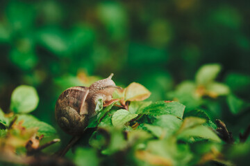 Small snail on hedge leaf with blurred background