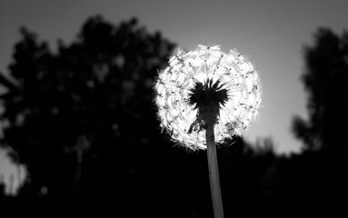 Black and white photo of a dandelion on a dark background.