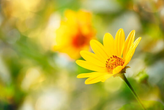 Thymophyllia, yellow flowers, natural summer sunny background, blurred image with bokeh lights