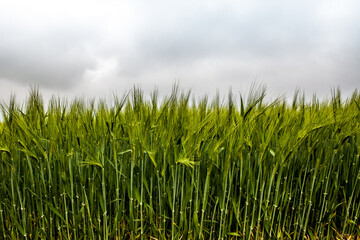 Wallpaper background of green field of wheat, grass leaves close up