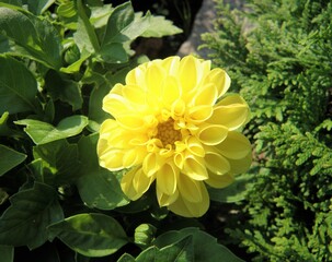 Beautiful yellow garden flower on sunny day.