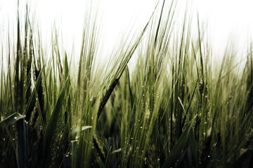 Wallpaper background of green field of wheat, grass leaves close up