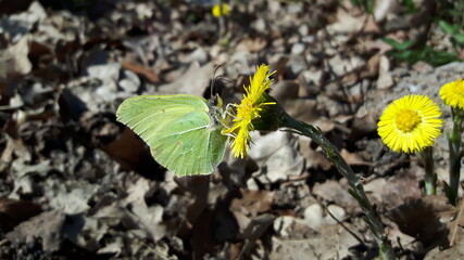 A green butterfly sitting on the beautiful flower.