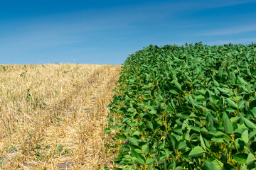 Obraz premium Soybean field in summer
