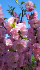 Honey busy bee on a pink violet flower.