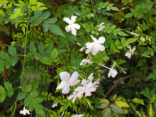 white flowers in the forest