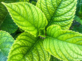closeup of hydrangea leaves on garden