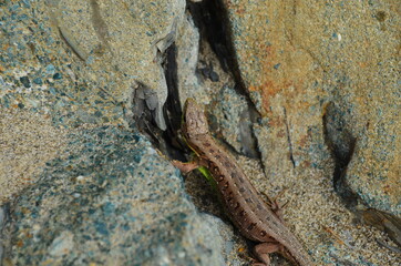 Rock layers - a colorful formations of rocks stacked over the hundreds of years. Interesting background with fascinating texture.