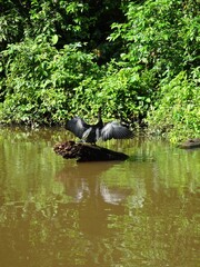 羽を広げるアメリカヘビウ（コスタリカ）