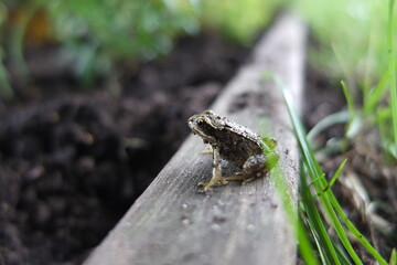 A young Common Frog close up in a garden border in the UK in summertime.