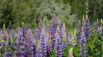 Obraz premium A field of wild purple lupine in bloom.