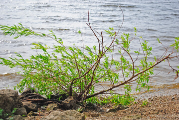 island on the river and mountains on a summer day