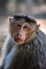 A picture of a monkey