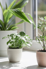 Green home houseplants on window sill in real room interior in natural light