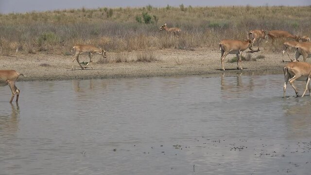 Kalmykia, nature reserve. A herd of saigas at a watering hole.